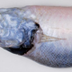 Illustration for article titled Newly discovered deep-water fish are some of the strangest and nastiest creatures on Earth